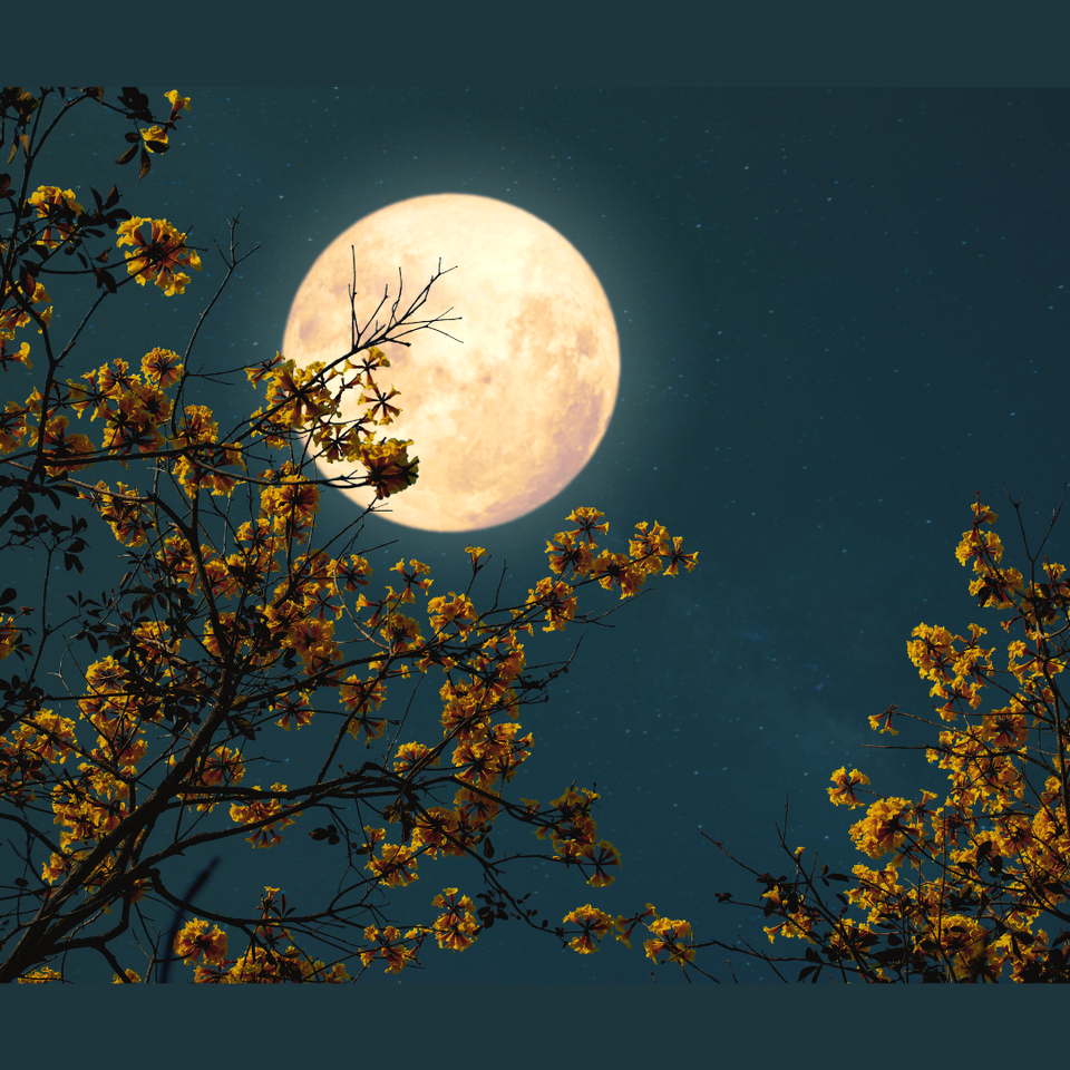 (Audio) MOONRISE MUSING 56: Grand Transference And Repossession...Full Moon In Scorpio Tings