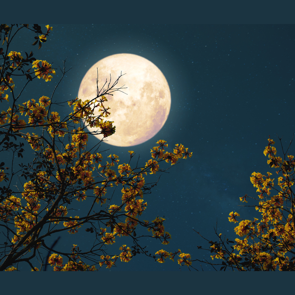 MOONRISE MUSING 56: Grand Transference And Repossession...Full Moon In Scorpio Tings